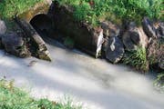 Das Dreckwasser führte zu einem Fischsterben. (Bild PD)