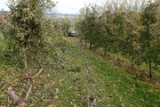 Das Auto prallte auf der unfreiwilligen Fahrt durch die Plantage gegen mehrere Bäume, was Spuren hinterlassen hat. (Bild: Luzerner Polizei)