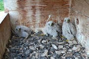 Ein Turmfalkennistkasten mit drei Jungtieren. (Bild: Claudia Müller/Vogelwarte.ch)