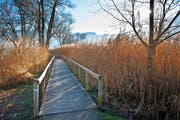Das am Vierwaldstättersee gelegene Horwer Naturschutzgebiet Steinibachried. Dessen Betreuung ist eine der Aufgaben der Umweltschutzstelle. (Bild Boris Bürgisser)
