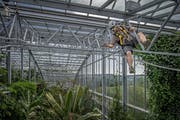 Hauswart Sandro Meier reinigt die Wasserdüsen unter dem Dach des Tropenhauses. (Bild: Pius Amrein, Wolhusen, 19. Juli 2017)