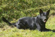 Polizeihund «Tyson» ist ein fünfjähriger Deutscher Schäferhund. (Bild: Staatsanwaltschaft Luzern)