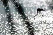 Erster Platz in der Kategorie «Emotion»: Das Bild dieser beiden Flamingos aus einer Lagune der Camargue wirkt surreal. Die Beine des vorderen Flamingos sehen fast aus wie Schilfhalme. (Bild: Jonathan Lhoir)