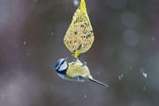 Diese Blaumeise tut sich an einem Meisenknödel gütlich. (Bild: Vogelwarte Sempach/Marcel Burkhardt)