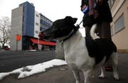 Hund Jacky von Martha Schönbächler kann sich freuen: Migros zieht aus - ““Fressnapf“” zieht ein. (Bild Christof Borner-Keller/Neue ZZ)