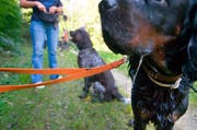 Der Kantonsrat setzt auf Eigenverantwortung und will die Hundehalter an der langen Leine lassen. (Bild: Keystone / Michael Rüetschi)