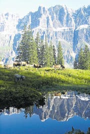 Rinder sömmern auf der Alp Fiseten im Kanton Uri. (Archivbild Urner Zeitung)