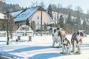 Hier auf dem Gutshof «Äntebach» gingen einst auf Einladung des Beschuldigten Promis ein und aus. (Bild: Nadia Schärli (Luthern, 21. Dezember 2017))
