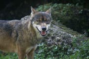 Der Wolf hat auf der Alp Surenen-Blackenalp drei bis vier Schafe gerissen (Symbolbild) (Archivbild Romano Cuonz)