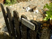 Man hüte sich vor den Katzen! Sie lieben es offenbar nicht, wenn sie in ihrem Schlaf gestört werden. (Bild: Leserbild: Niklaus Rohrer)