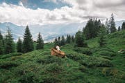 Blick von Silwängen am Fusse der Schrattenfluh auf Sörenberg. (Bild: Keystone/Christian Beutler (29. Juni 2016))