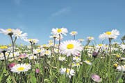 Inbegriff des Frühlings- und Glücksgefühls: Eine Wiese voller Gänseblümchen. Doch das Margritli schmeckt auch im Risotto gut. (Bild: Martin Rügner/Getty)