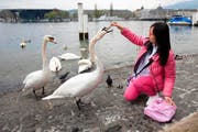Festschmaus für Schwäne: Touristen füttern die Tiere mit Brot aus den umliegenden Bäckereien - und tragen dazu bei, dass die Tiere immer frecher werden. (Bild: Manuela Jans / Neue LZ)