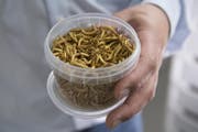 Verzehrfertige Mehlwürmer in einer Dose, hergestellt von der Luzerner Firma Entomos AG in Grossdietwil. (Bild: Anthony Anex/Keystone (Grossdietwil, 5. Mai 2017))