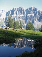 Auch bei einem auf der Alp Fiseten gesömmerten Tier wurde ein positiver BVD-Befund festgestellt. (Archivbild Urner Zeitung)