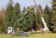 Die 20 Meter hohe Weisse wird in einem Wald in Ebnet im Entlebuch gefällt. (Bild: PD)