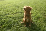 Hündin Aventia bei der Hundeausbildung. (Archivbild: Alexandra Wey)