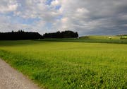 Das Land, wo Ikea bauen will. Im Hintergrund rechts die Autobahg A2. (Archivbild Boris Bürgisser/Neue LZ)