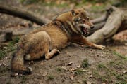 Ein Wolf im Tierpark Goldau. (Bild Boris Bürgisser/Neue LZ)
