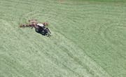 Ein Bauer in Rotkreuz wendet das geschnittene Gras. (Bild: Stefan Kaiser (1. Juli 2017))