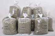 Die Kantonspolizei Schwyz hat 90 Kilogramm Marihuana sichergestellt. (Bild: Kantonspolizei Schwyz)