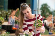 Bindet Blumen zu Sträusschen: Silvana Burri aus Kriens. (Bild: Eveline Beerkicher / Neue LZ)