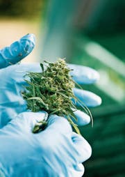Firmen wie die Botanicals AG produzieren unter professionellen Bedingungen Cannabisprodukte. (Bild: Christian Beutler/KEY (Kradolf-Schönenberg, 18. Oktober 2017))