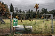 Wiese auf dem Biohof am Dienstag in Neuenkirch. (Bild: Nadia Schärli)