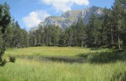 Blick auf den ehemaligen Pilatussee mit dem Föhrenwald. (Bild: PD / Adrian von Moos)