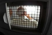 Die Verurteilungen von über 60-Jährigen hat sich schweizweit innert zehn Jahren beinahe verdoppelt. Im Bild: Ein krimineller Senior wird mit einem Gefangenentransporter ins Gefängnis chauffiert. (Symbolbild Imagot)