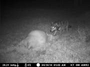Am 14. April, nachts um 1.49 Uhr wurde der Wolf von der Fotofalle erfasst. (Bild: Amt für Wald und Landschaft Obwalden)