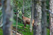Solche Bilder werden in Uri immer seltener, denn seit Jahren ist der Gämsbestand rückläufig. (Bild: Keystone/Gaetan Bally)