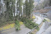 Bei der Einfahrt von der Axenstrasse Richtung Flüelen stürzten Bäume auf die Strasse. (Bild: Urs Hanhart)