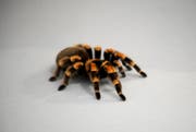 Eine Vogelspinne. (Bild: Corinne Glanzmann (Wolfenschiessen, 11. Juni 2008))