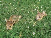 Rehkitze sind in Wiesen oft kaum zu sehen. (Bild: PD (1. Juni 2012))