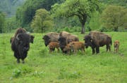 Bei den Bisons in Giswil hat es Nachwuchs gegeben: Die vier Kälber kamen im Frühling auf die Welt. (Bild Paul Küchler)