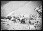 Melker auf der Staffelalp im Maderanertal. (Bild: Michael Aschwanden/Staatsarchiv Uri)