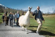 Städter werden zu «Nature Lovers», so auch beim Lama-Trekking in Stans (von links): Naëmi Waser, Erna Blättler, Sepp Waser, Josef Lussi und Peter Steiner. (Bild: Corinne Glanzmann (Stans, 14. März 2017))