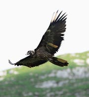 Bartgeier Cierzo, 2016 auf der Frutt ausgewildert, macht sich derzeit rar in unserer Region. (Bild: PD)