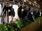 Der Bauernverband fordert Korrekturen am Bericht des Bundesrates zur Landwirtschaftspolitik ab 2022, und er hat sich Verbündete ins Boot geholt. (Themenbild) (Bild: KEYSTONE/JEAN-CHRISTOPHE BOTT)