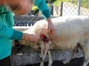 Eines der verletzten Schafe in Buochs wird verarztet. (Bild: PD)