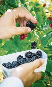 Tausendsassa Brombeere: Schmeckt gut, tut gut. (Bild: Andrea Stalder)