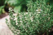 Aromatisch und anregend: der Thymus vulgaris, der gewöhnliche Thymian. (Bild: Getty)
