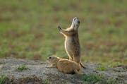 Black tailed prairie dog (Cynomys ludovicianus) Alert at burrow. (Bild: Don Johnston (All Canada Photos))