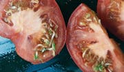 Zum Anbeissen schön, aber lieber nicht reinbeissen? Solche Tomaten fand unsere Leserin aus Ebikon letztes Jahr.Leserbild (Bild: : Bigi Lindegger)