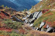 Im Reich der Schafe: Teppiche aus Moos, Kräutern, Wacholder und Beeren zuhinterst im Lötschental. (Bild: I)