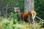Wie es in Obwalden Wald und Wild aufeinander abzustimmen gilt, darüber herrscht Uneinigkeit. (Bild: PD)