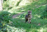 Ein Wolf im Tierpark Goldau. (Archivbild Remo Nägeli)