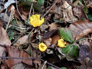 Gelb ist die Farbe der Hoffnung, dass der Frühling doch endlich kommt: Blühender Huflattich in Meggen. (Bild: Leserbild: Margrith Imhof-Röthlin (Meggen, 13. März 2018))
