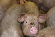 Die Swiss Allegiance fordert vom Schweizer Parlament strengere Gesetze zum Tierschutz. (Symbolbild) (Bild: Boris Bürgisser / Neue LZ)